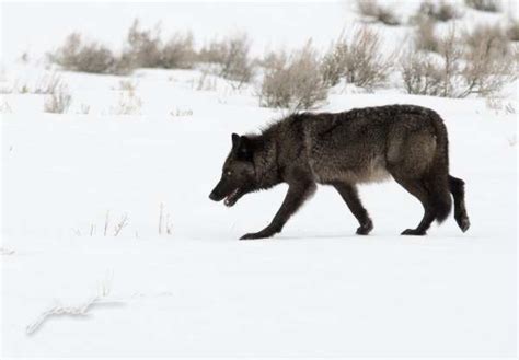 Yellowstone Wolf: Tracking the Packs