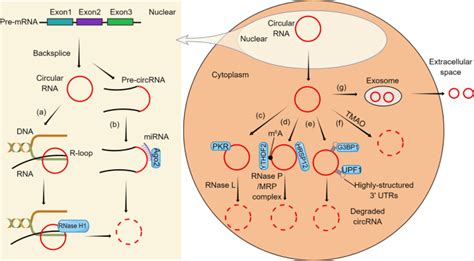 Mechanisms Of Circular Rna Degradation Communications Biology