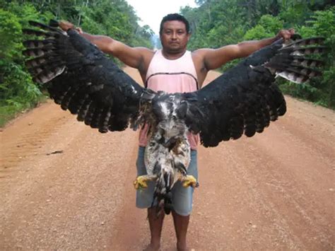 23 Harpy Eagle Size Pics Angelinajoliecoolsagt