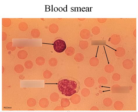 Circulating Blood Cells Diagram Quizlet