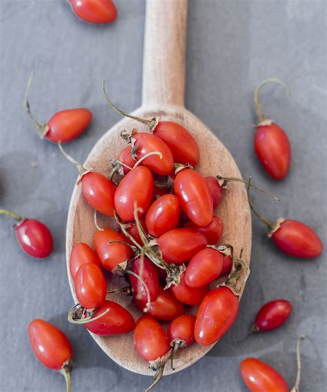 Quand récolter les baies de goji et pourquoi les professionnels