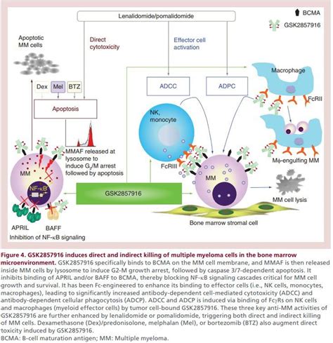 Bcma Gsk Belantamab Mafodotin Fda Fda