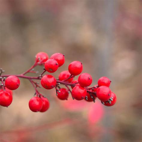 Seeds of Sacred Bamboo - NANDINA DOMESTICA - The Original Garden