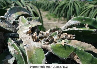 Dragon Fruit Diseases Dragon Dry Stem Stock Photo Shutterstock