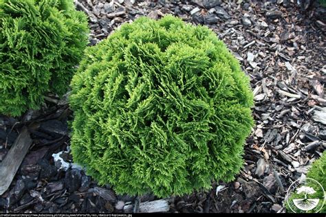 Tuja Ywotnik Zachodni Danica Thuja Occidentalis Danica