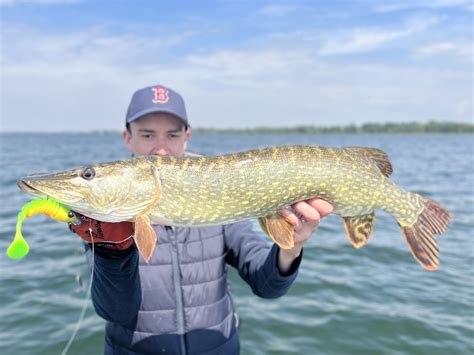 Une Belle Ouverture Brochet En Alsace Delalande P Che Leurres