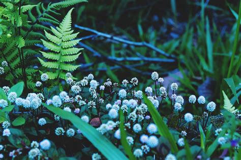 Green Grass with Flowers in Bloom · Free Stock Photo