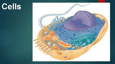 cells  structure  living organisms  cell
