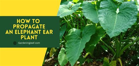 How To Propagate An Elephant Ear Plant A Step By Step Guide