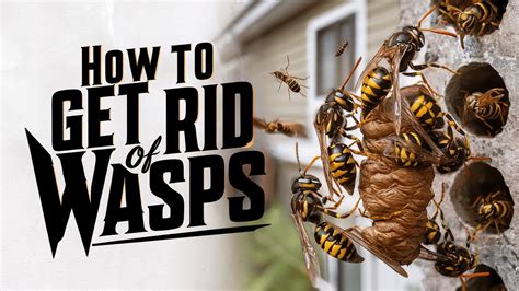 The World Of Wasps Facts You Need To Know And How To Get Rid Of Them Youtube