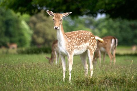 Fallow Deer Doe By Furlined On Deviantart