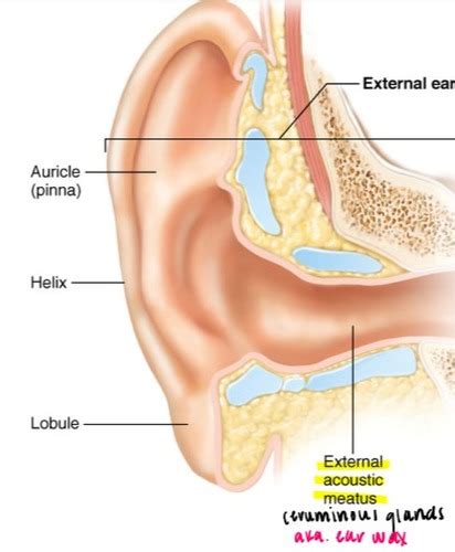 Special Senses Hearing And Equilibrium Flashcards Quizlet