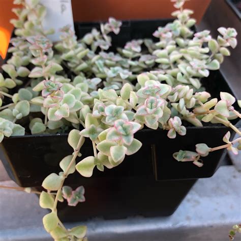 Crassula Pellucida Subsp Marginalis Dwarf Form Crassula Petite