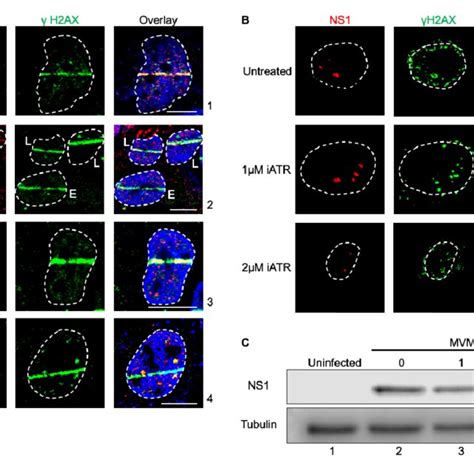 Atr Signaling Regulates The Early Replication Of Mvm And Formation Of