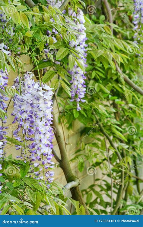 Flowering Amethyst Falls Wisteria Wisteria Sinensis Stock Image