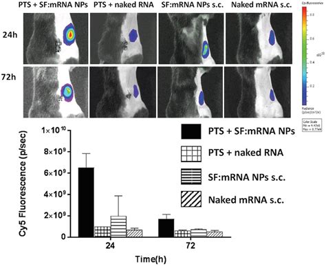 In Vivo Tissue Distribution And Quantitation Of Cy Labeled Sf Mrna