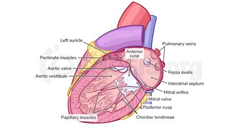 Heart Histology Atrium