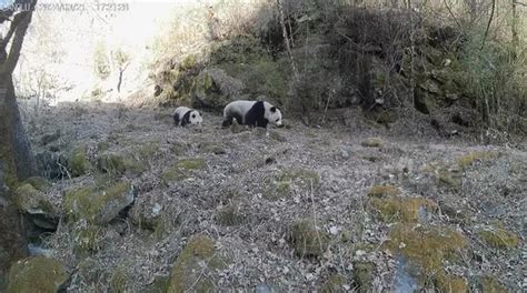 Rare Video Captures Wild Giant Panda Mother Cub Moments In Chinas Nature Reserve Buy Sell Or