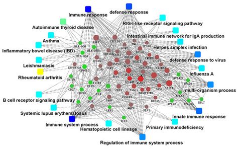 Protein Protein Interaction Network Of Degs Node Size Indicates The