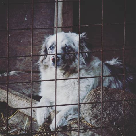 Premium Photo Portrait Of Dog In Cage