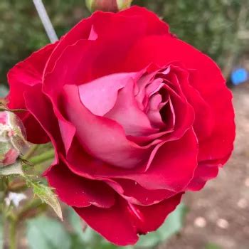 Rot Floribundarosen Diskret Duftend Rose Der Einheit Rosen