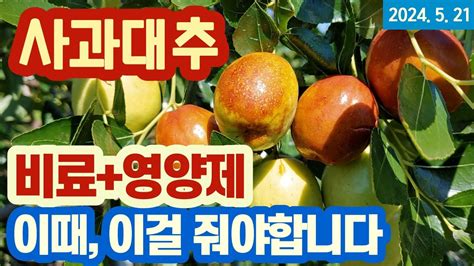 사과대추 비료 영양제 주는 시기와 방법 YouTube