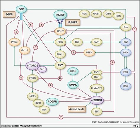 Signaling Pathways In Cancer