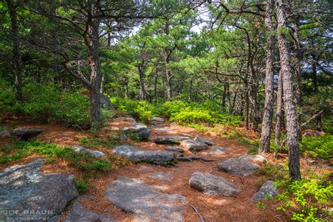 Cadillac North Ridge Trail Joe S Guide To Acadia National Park