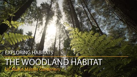 The Woodland Habitat Exploring Habitats Youtube