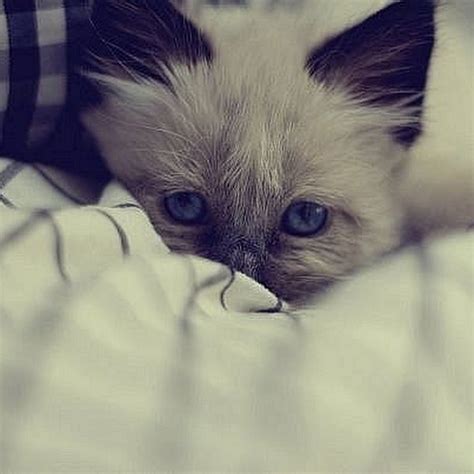 Грустный котенок картинки (49 фото)