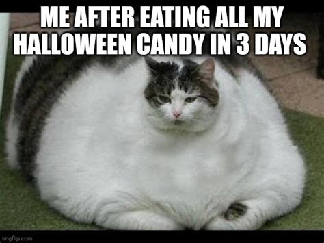 Funny Fat Cat Pictures With Captions