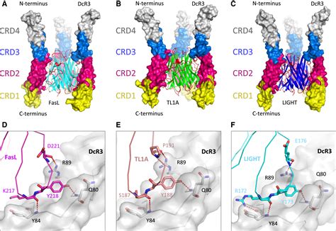 Crystal Structure Of The Complex Of Human Fasl And Its Decoy Receptor