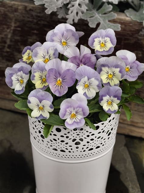 Viola Cornuta Admire Pink Surprise Muller Seeds