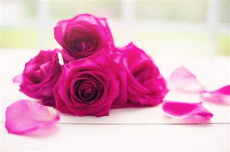 Free Stock Photo of Rose flower bouquet | Download Free Images and Free Illustrations