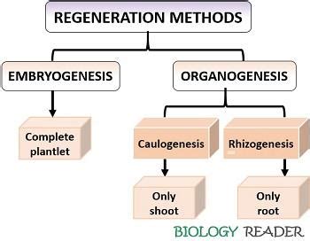 Regeneration in Plants - Definition and methods - Biology Reader