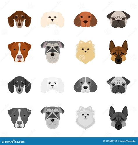 Muzzle of Different Breeds of Dogs.Dog Breed Stafford, Spitz