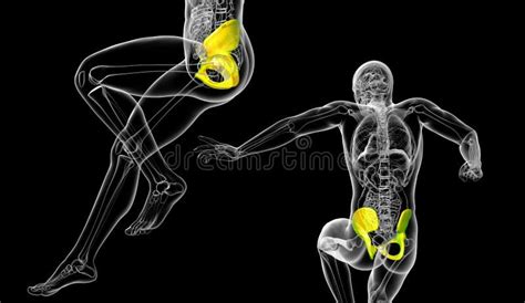 Illustration M Dicale Humaine De L Anatomie D De Bassin Sur Le Fond