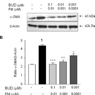 Effects Of Bud And Fm In Combination On Bk Induced Expression Of