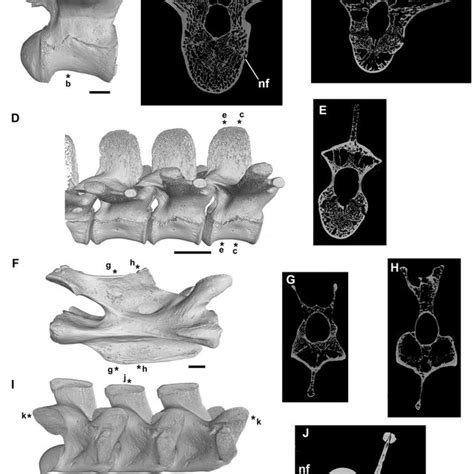 Pdf Reassessment Of The Evidence For Postcranial Skeletal