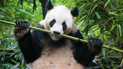 Bamb Gigante Moso Phyllostachys Edulis Guida Completa Bambuseti