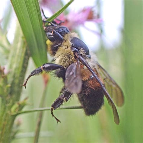 Bug O The Week Rusty Patched Bumble Bee Riveredge Nature Center