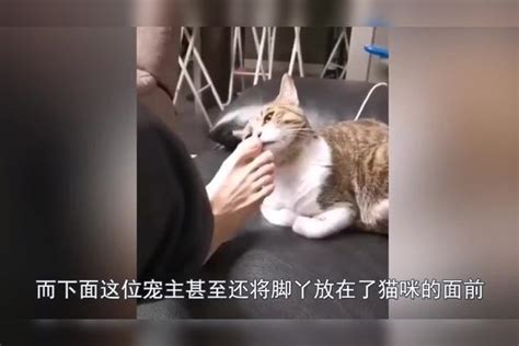 主人把臭脚丫伸进猫咪怀里，猫咪生气了，下一秒忍住别笑猫咪脚丫主人