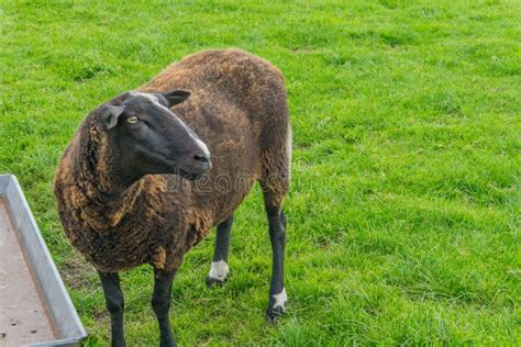 Brown Sheep Standing In The Grass Field Close Up Stock Image Image Of