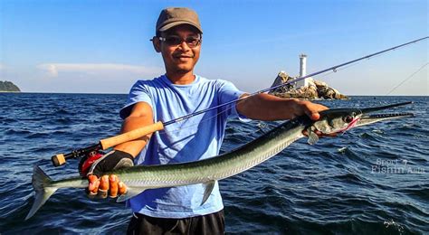 Longtom Garfish - Todak, Hound needlefish (Tylosurus crocodilus ...