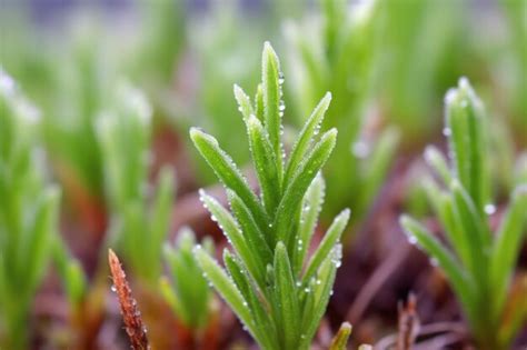 Premium AI Image | Macro of bog rosemary plant