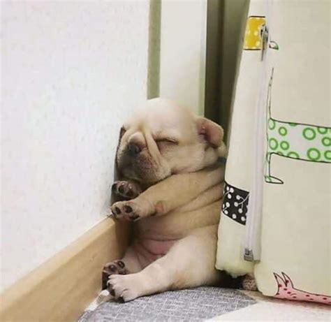 50 Derpy Dogs Sleeping In Funny Positions