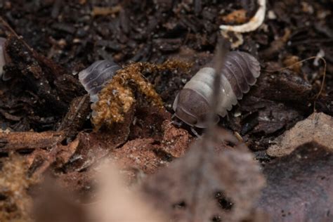 Cloporte dans le jardin bienfaits écologiques et conseils de gestion