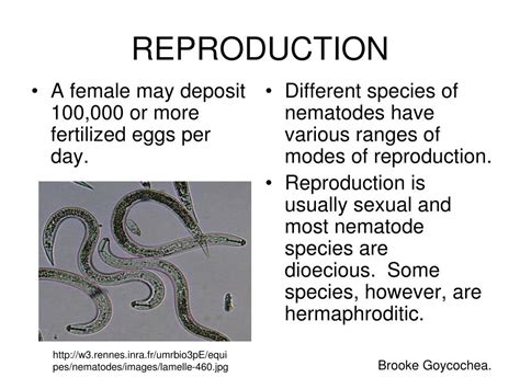 Ppt Nematoda Powerpoint Presentation Free Download Id456933