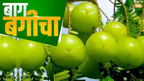 Fruit Orchard पोषक तत्वों का खजाना है आंवला जानिए नई किस्में खासियत