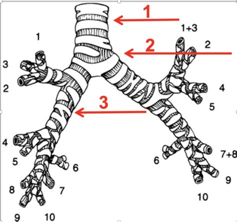 Anatomy Exam 3 Clinical Considerations Flashcards Quizlet